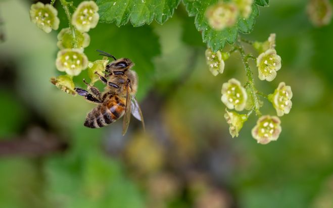 Biodiverzita: v správe Komisie o pokroku opatrení EÚ na ochranu opeľovačov sa zdôrazňuje naliehavá potreba konať