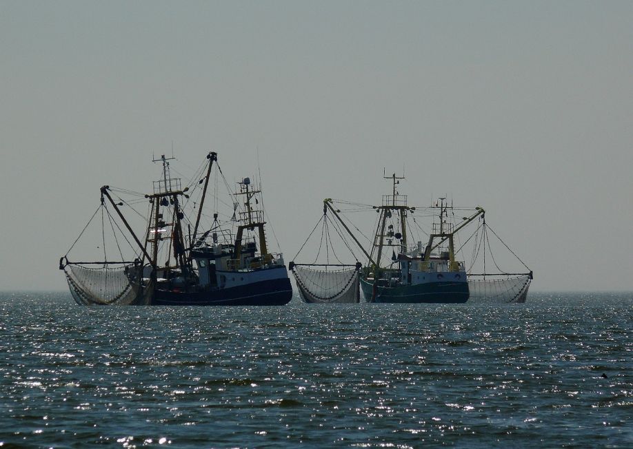 Komisia navrhuje rybolovné možnosti v Baltskom mori na rok 2024
