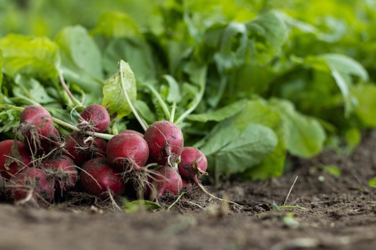 Komisia predkladá plán pre prosperujúce poľnohospodárstvo a agropotravinárstvo EÚ