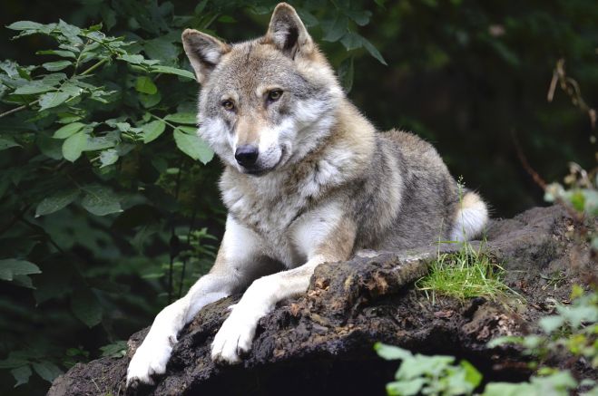 Vlky v Európe: Komisia vyzýva miestne orgány, aby v plnej miere využívali existujúce výnimky a zbierali údaje na preskúmanie stavu ochrany